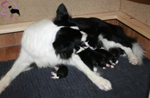 Amy und Puppies1